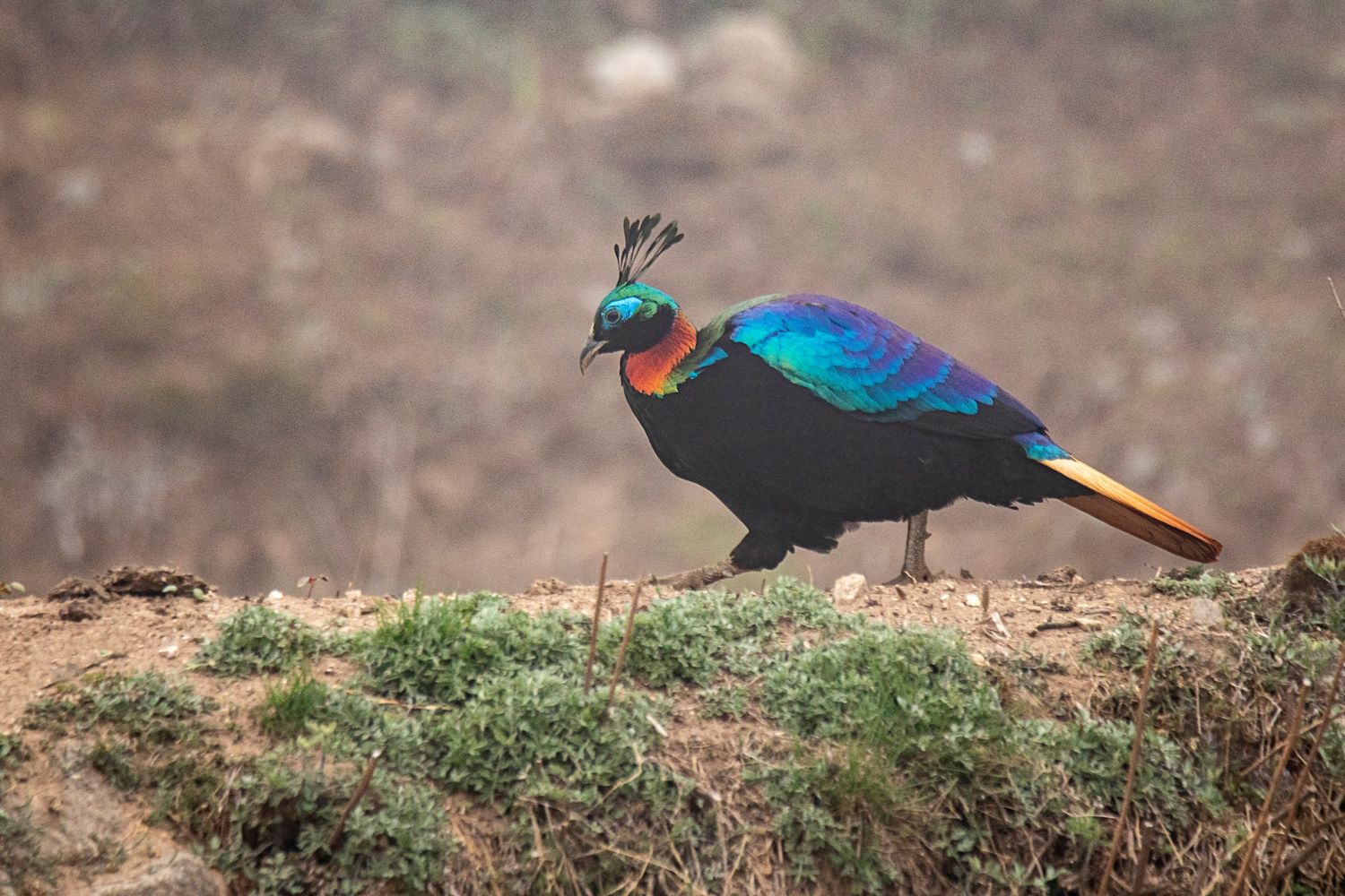 Langtang  Birdwatching – 11 Days
